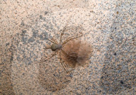 Tree Trunk Spider (Hersiliidae) Protecting Eggs - Animal India