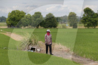 Thailand Agriculture