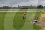 Thailand Agriculture