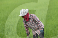 Thailand Agriculture