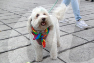 47th Edition Of The LGBTTTIQPA+ Pride March In Mexico City