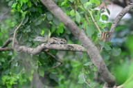 India Animal