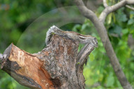 India-Animal-Squirrel
