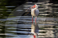 Urban Wildlife In Orlando Florida Nature In The City