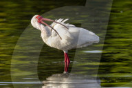 Urban Wildlife In Orlando Florida Nature In The City