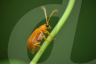 India Wildlife
