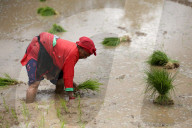 Nepal Marks “Paddy Day” Celebrating Rice And Rituals