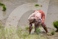 Nepal Marks “Paddy Day” Celebrating Rice And Rituals