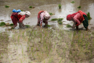 Nepal Marks “Paddy Day” Celebrating Rice And Rituals