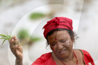 Nepal Marks “Paddy Day” Celebrating Rice And Rituals