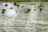 Nepal Marks “Paddy Day” Celebrating Rice And Rituals