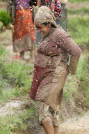 Nepal Marks “Paddy Day” Celebrating Rice And Rituals