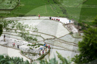 Nepal Marks “Paddy Day” Celebrating Rice And Rituals