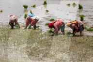 Nepal Marks “Paddy Day” Celebrating Rice And Rituals