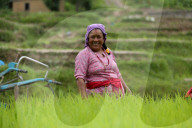 Nepal Marks “Paddy Day” Celebrating Rice And Rituals
