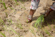 Nepal Marks “Paddy Day” Celebrating Rice And Rituals