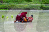 National Paddy Day Celebrated In Nepal
