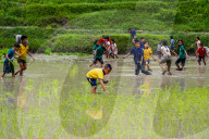 National Paddy Day Celebrated In Nepal