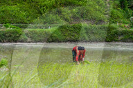 National Paddy Day Celebrated In Nepal