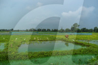 Daily Life In The Outskirts Of Kolkata, India