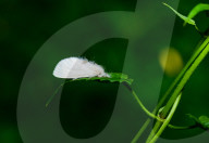 Nygmiini - Tussock Moth - Erebidae - Animal India