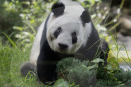 Xin Xin, The Mexican Giant Panda, Celebrates Her 35th Birthday