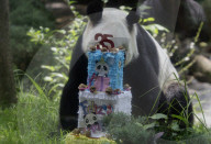 Xin Xin, The Mexican Giant Panda, Celebrates Her 35th Birthday