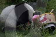 Xin Xin, The Mexican Giant Panda, Celebrates Her 35th Birthday