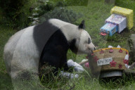 Xin Xin, The Mexican Giant Panda, Celebrates Her 35th Birthday