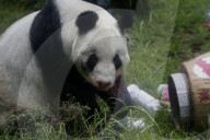 Xin Xin, The Mexican Giant Panda, Celebrates Her 35th Birthday
