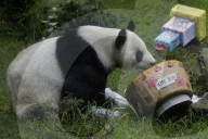 Xin Xin, The Mexican Giant Panda, Celebrates Her 35th Birthday