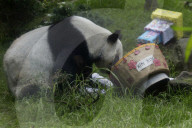 Xin Xin, The Mexican Giant Panda, Celebrates Her 35th Birthday