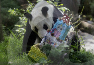 Xin Xin, The Mexican Giant Panda, Celebrates Her 35th Birthday