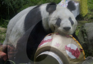 Xin Xin, The Mexican Giant Panda, Celebrates Her 35th Birthday