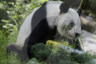Xin Xin, The Mexican Giant Panda, Celebrates Her 35th Birthday