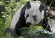 Xin Xin, The Mexican Giant Panda, Celebrates Her 35th Birthday