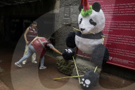 Xin Xin, The Mexican Giant Panda, Celebrates Her 35th Birthday