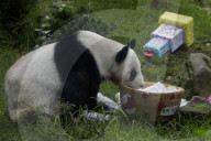 Xin Xin, The Mexican Giant Panda, Celebrates Her 35th Birthday