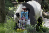 Xin Xin, The Mexican Giant Panda, Celebrates Her 35th Birthday