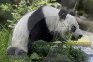 Xin Xin, The Mexican Giant Panda, Celebrates Her 35th Birthday