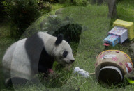 Xin Xin, The Mexican Giant Panda, Celebrates Her 35th Birthday