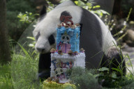 Xin Xin, The Mexican Giant Panda, Celebrates Her 35th Birthday
