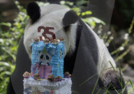 Xin Xin, The Mexican Giant Panda, Celebrates Her 35th Birthday