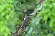 India-Animal
