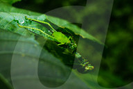 Round-headed Katydid Nymph Camouflaged - False Katydid - Leaf Katydid - Animal India