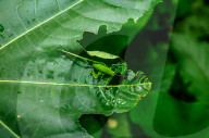 Round-headed Katydid Nymph Camouflaged - False Katydid - Leaf Katydid - Animal India