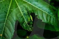 Round-headed Katydid Nymph Camouflaged - False Katydid - Leaf Katydid - Animal India