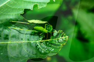 Round-headed Katydid Nymph Camouflaged - False Katydid - Leaf Katydid - Animal India