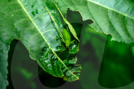 Round-headed Katydid Nymph Camouflaged - False Katydid - Leaf Katydid - Animal India