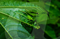 Round-headed Katydid Nymph Camouflaged - False Katydid - Leaf Katydid - Animal India